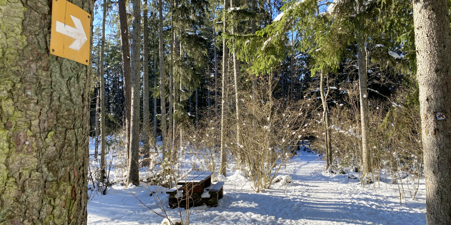 Granskog med rastplats i snö. 